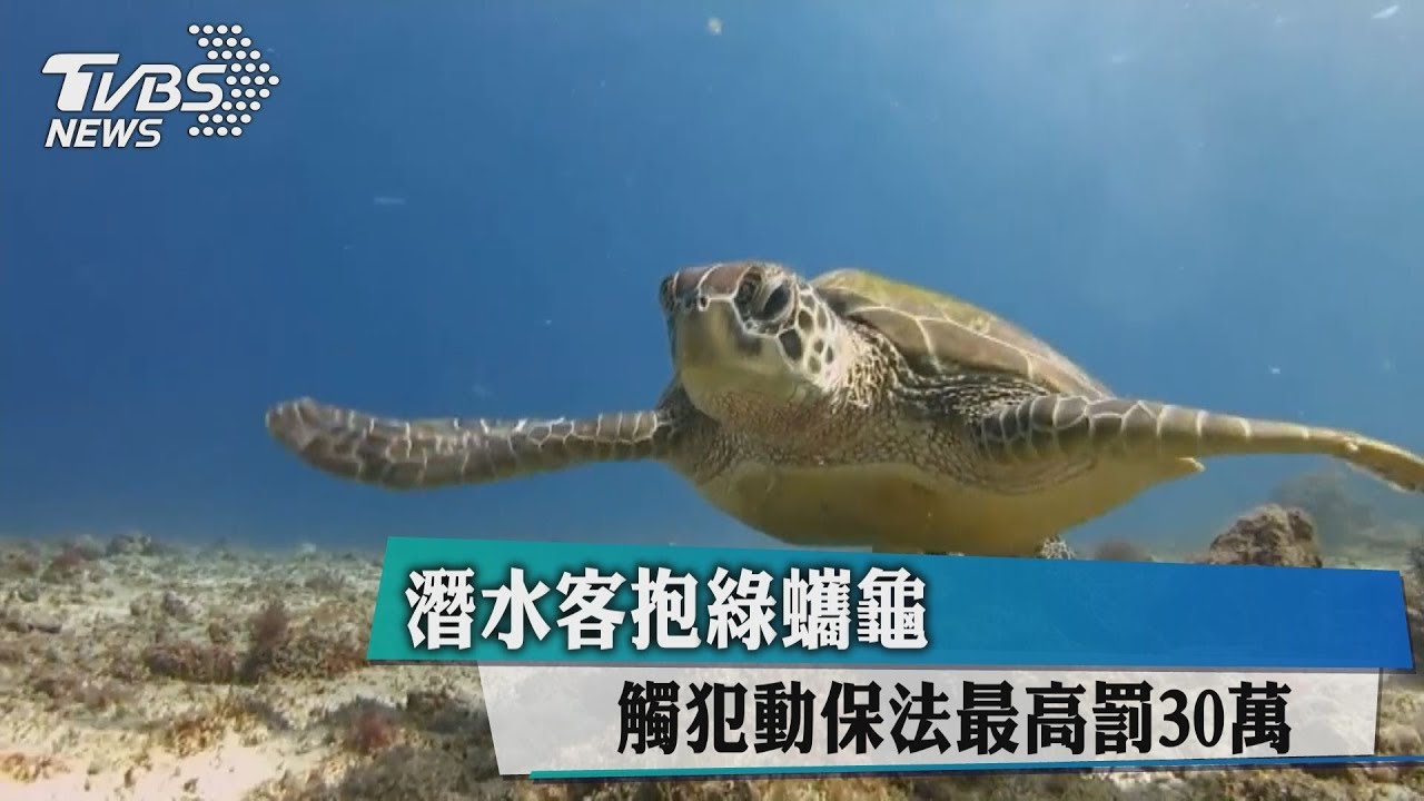 潛水客抱綠蠵龜 觸犯動保法最高罰30萬
