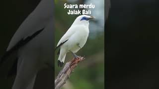 Download lagu Suara Merdu Jalak Bali mp3 Download lagu Suara Merdu Jalak Bali mp3