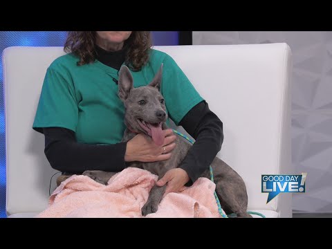 GDL - Pet of the Week: Jellybean - YouTube