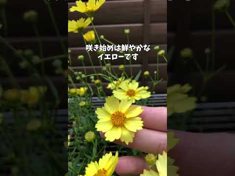 園芸 輪生コレオプシス、針葉コレオプシス