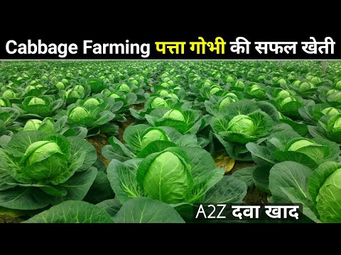 , title : 'Cabbage farming |Full A2Z| पत्ता गोभी की खेती | Cabbage Vegetable, Patta Gobhi, Band gobhi, Step by'