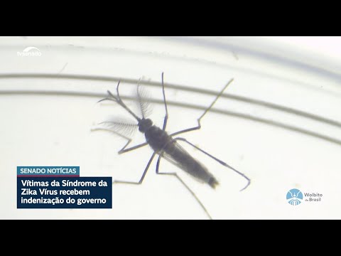 Vítimas de zika vírus recebem indenização do governo