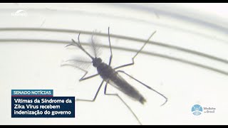 Vítimas de zika vírus recebem indenização do governo