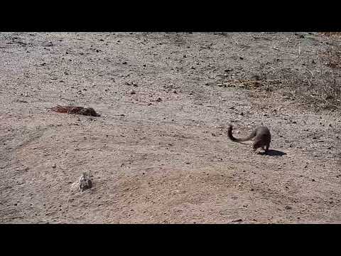Djuma: Slender Mongoose - 11:54 - 06/01/19