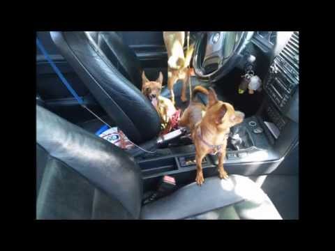 1º - Cãominhada - Viana do Castelo