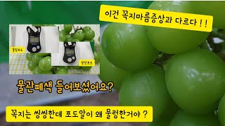 샤인머스켓 꼭지가 마르지도 않았는데 포도알이 물러지는 증상