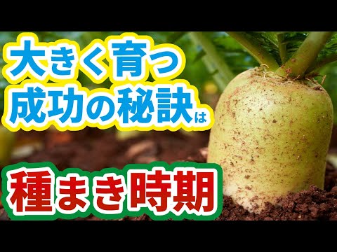  2023年春の月に合わせて大根の種まきはいつ？成功するにはどうすればよいでしょうか?完全なガイド  庭園
