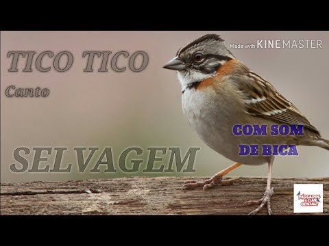 O canto do tico tico selvagem, gravado ao vivo na natureza, com som de riacho