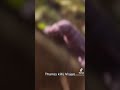 Thanos kills Vision
