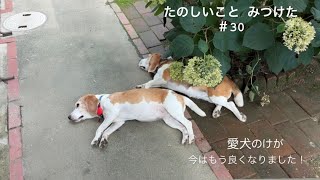 【犬との暮らしのvlog】 はなが怪我をしました／家庭菜園のじゃがいも／アルバイトを始めました／ビーグル／たのしいこと みつけた