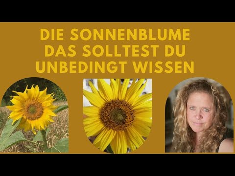 , title : 'Was ist Sonnenblume?- lerne erstaunliche Fakten und Wissenswertes'