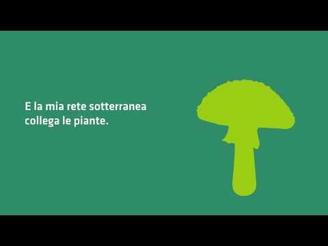 L’amanita muscaria e il Wood Wide Web