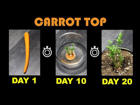 TIME LAPSE: Growing Carrot Top