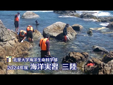海洋生命科学科 2024年度海洋実習（三陸）