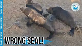 When a Seal Rescue Doesn't Go to Plan...