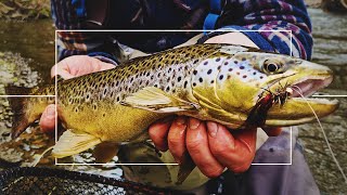 BIG Trout from a Small Stream! | Fly-fishing Scotland | River Tweed Tributary | Streamer and Dry Fly