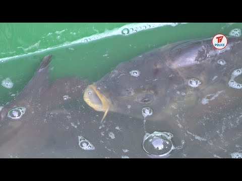 "Bóg się rodzi, karp truchleje"