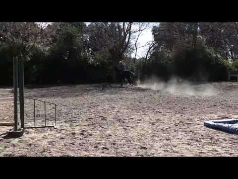 Ambato Apolo (padrillo 4 años, salto zanja)