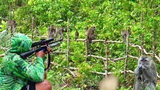 Download lagu Sadis‼️Pest control hama kera liar//Berburu kera liar mp3 Download lagu Sadis‼️Pest control hama kera liar//Berburu kera liar mp3