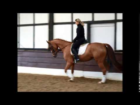 "QUANTINA" 6j. Hann. St. v. Quaid - Glückspilz VB 4.000,- Euro