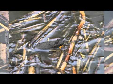 Gelbbauchunke (Bombina variegata) - Ruf der Gelbbauchunke