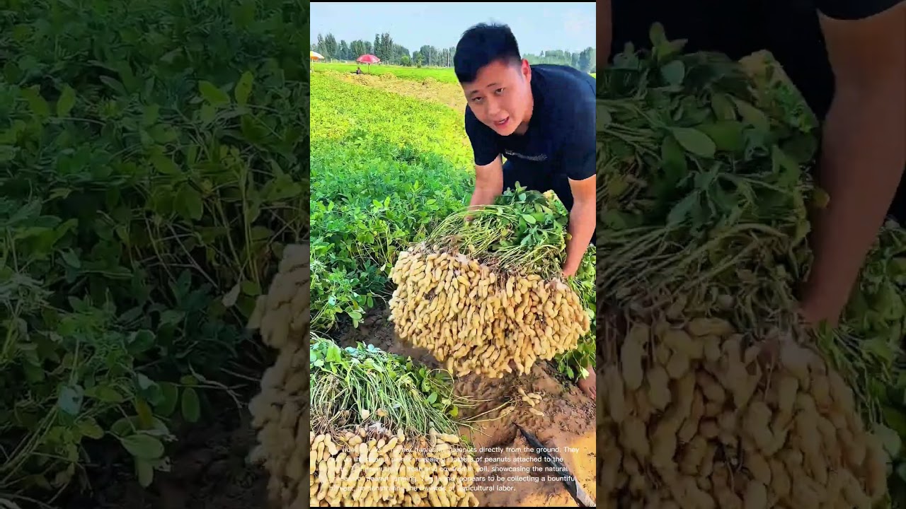 Peanut Harvest: Farmer Pulls Fresh Peanuts from the Ground