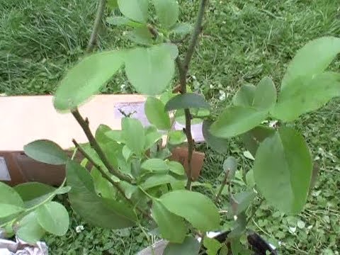 download lagu mp3 mp4 Tifblue Blueberry Plant, download lagu Tifblue Blueberry Plant gratis, unduh video klip Tifblue Blueberry Plant