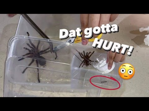 She had to CHOP off the TARANTULA’s Leg to save its life ..