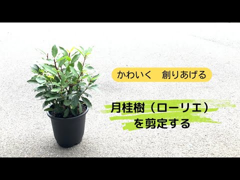 月桂樹、月桂樹 植物