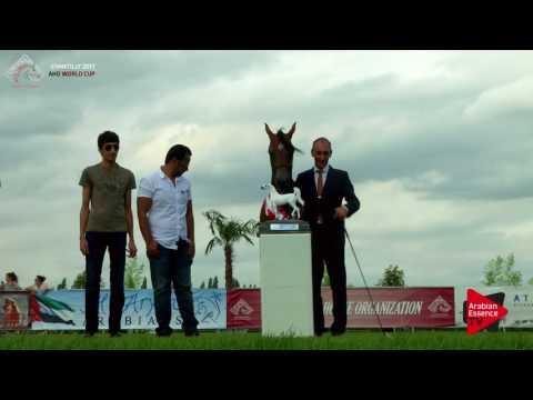 2nd PLACE  N.42 YAS BHM - Chantilly 2017 World Cup - Yearling Colts Championship (Class 14)