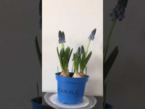 園芸 無視されたグレープ ヒヤシンス、グレープ グレープ ヒヤシンス