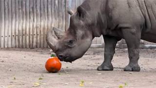 Rhino Smashes Pumpkin