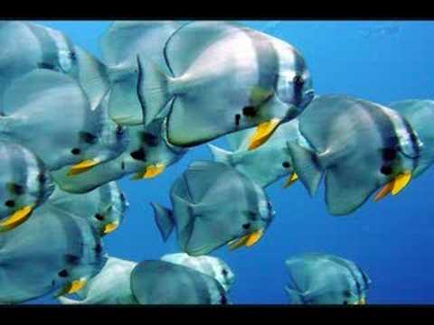 Leonid Rudenko Feat. Daniella- Summerfish  (legendado)