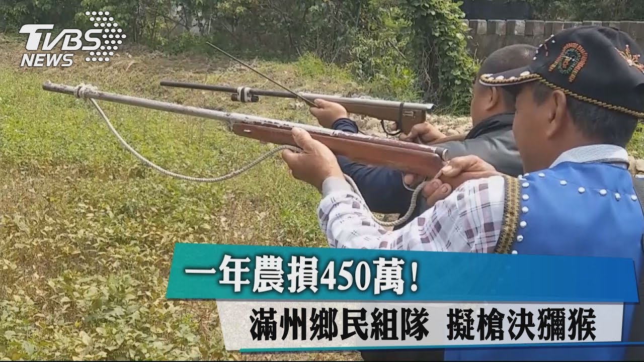 一年農損450萬!滿州鄉民組隊 擬槍決獼猴