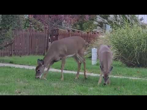 Deer wander into a yard #deer and see what they then do #animals #backyard #amazing #awesome