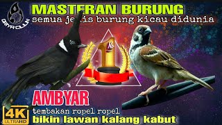Download lagu Cililin vs Gereja Tarung - masteran burung terbaik mp3