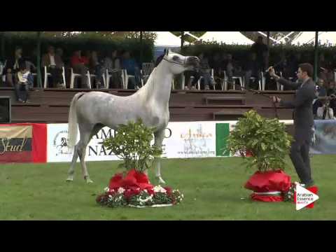 Arezzo 2015 - Junior Mares Championship