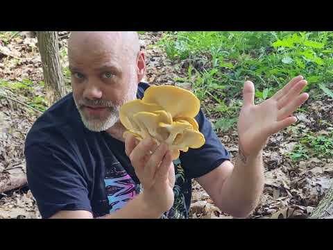 Golden Oyster Mushrooms (Pleurotus citrinopileatus) with The Mushroom Hunter