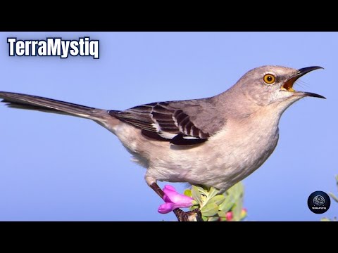 Sonidos de Cenzontle | Cantos de Sinsonte | Pájaros cantando | Sonido de Animales