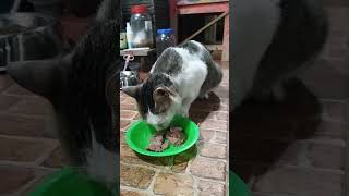 Download lagu Kamu sudah makan belum? Apa mau aku suapi? mp3