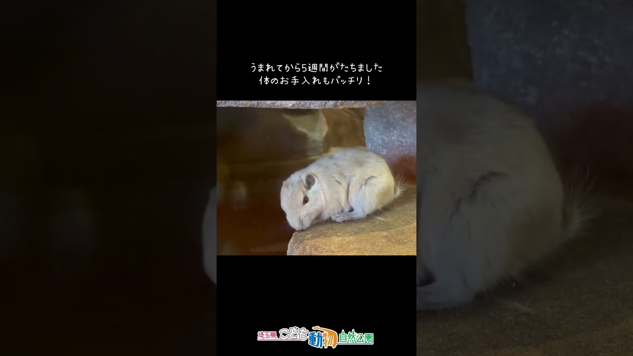 グンディの赤ちゃん、5週間がたちました