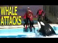KILLER WHALE ATTACKS HELPLESS PERFORMER AT WATER PARK