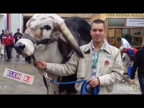 EL LICOTERO DARIO DARIO ELKIN DJ MARQUETALIA CALDAS