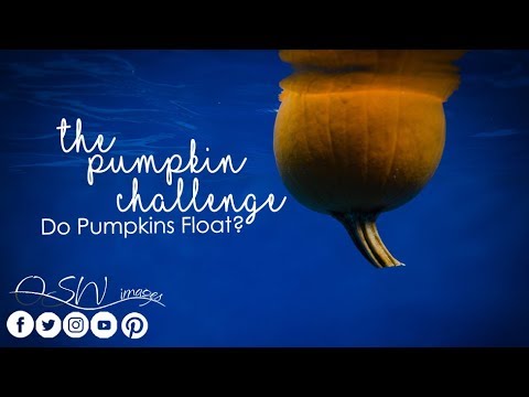 Pumpkin Challenge  Do Pumpkins Float