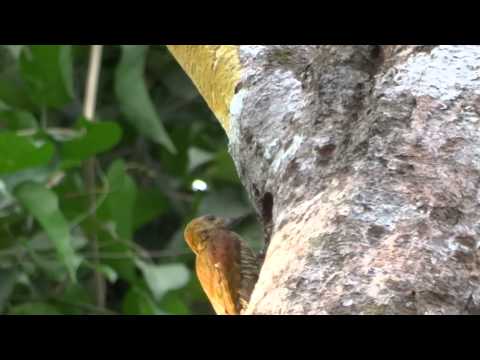 Red-stained Woodpecker (Veniliornis affinis)
