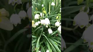 風鈴みたいな綺麗な水仙？ #shorts #自然 #asmr #アウトドア #花 #春 #水仙