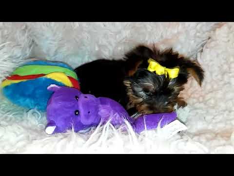 Heidi's beautiful CKC registered female Yorkshire...