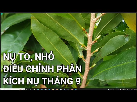 🔴 QBS22272 - ĐIỀU CHỈNH PHÂN KÍCH NỤ ĐT 0942456100 | BÓN PHÂN TẠO NỤ CHO CÂY MAI VÀNG MIỀN BẮC