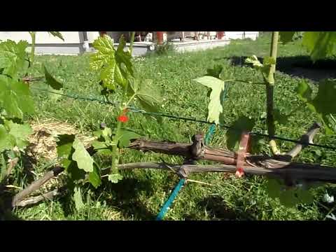 Obavezne radnje u mjesecu maju