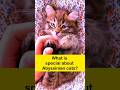 What is special about Abyssinian cats - Best cat breeds #cats #catlover #abyssinian #animals #cat